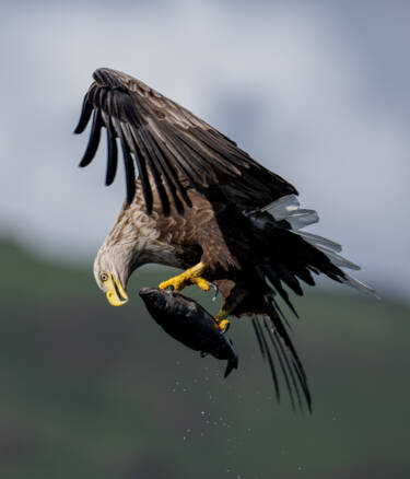 Wildlife photographs by Lara Jackson for Nikon magazine's two articles interviewing Lara. For magazine only.