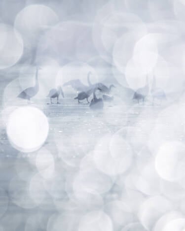 Eeva Mäkinen SIDD assets for Nikon's The Human Prompt