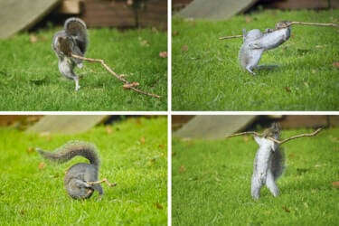 Nikon Comedy Wildlife Awards 2024
