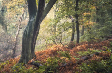 Nigel Danson assets for Nikon magazine